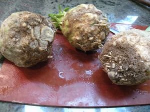 Celery root bulb Celery root bulb